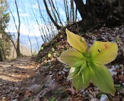 23 Helleborus niger (Ellebori) in fruttescenza